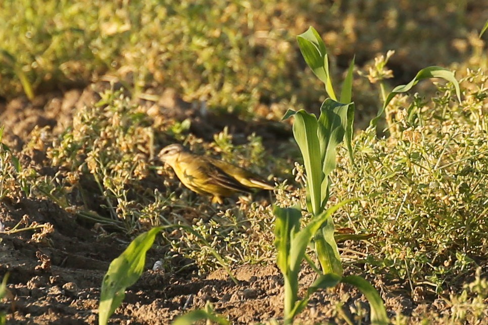 gulerle - ML644421275