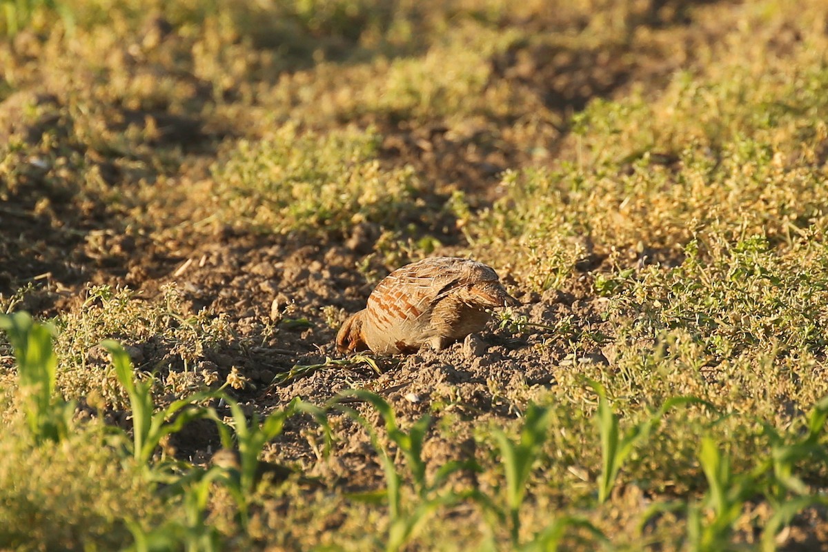 Gray Partridge - ML644421278