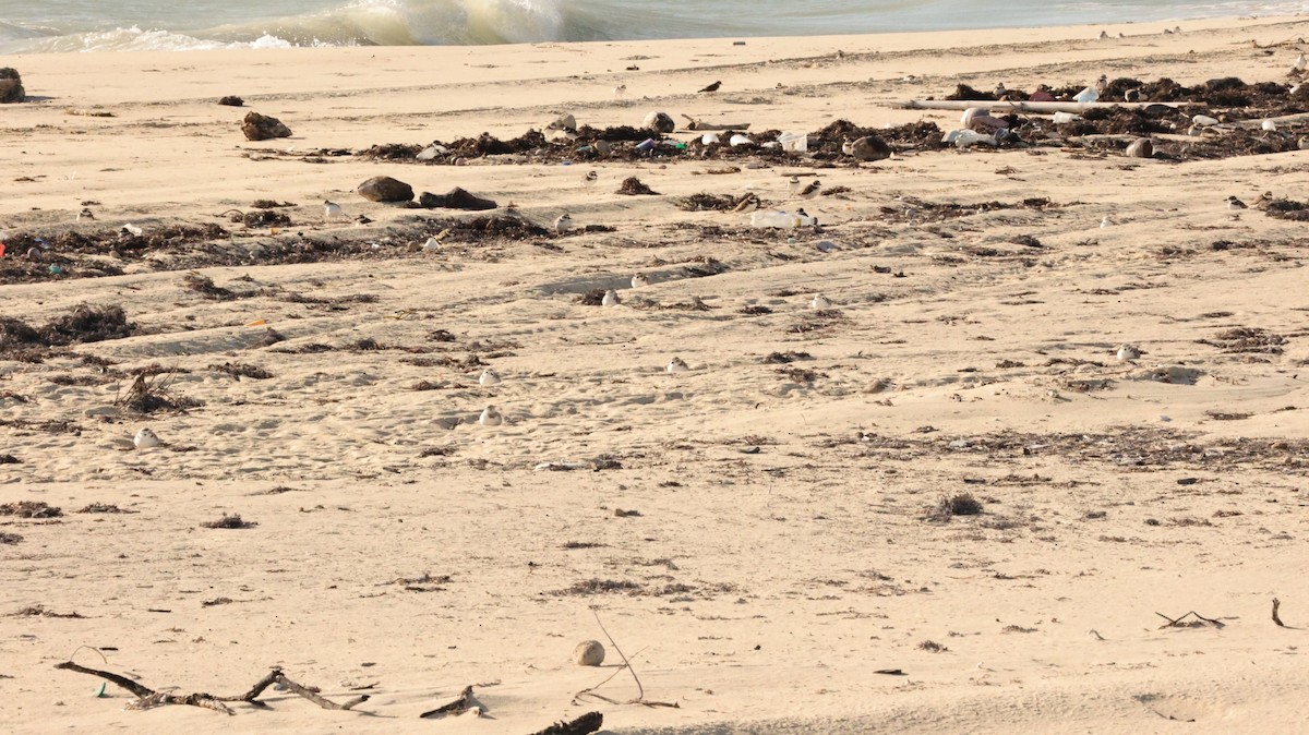 Snowy Plover - ML644421280