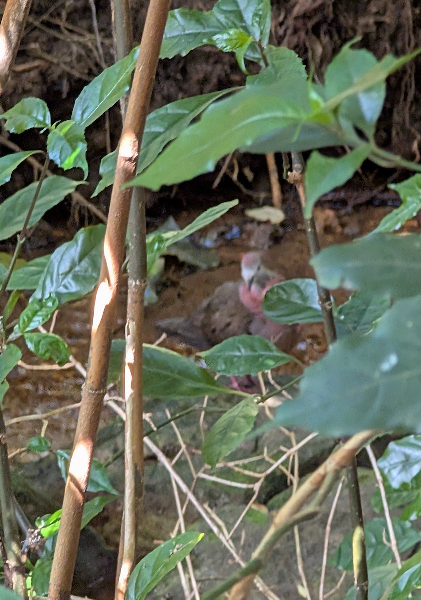 trolldue (larvata/bronzina) - ML644421286