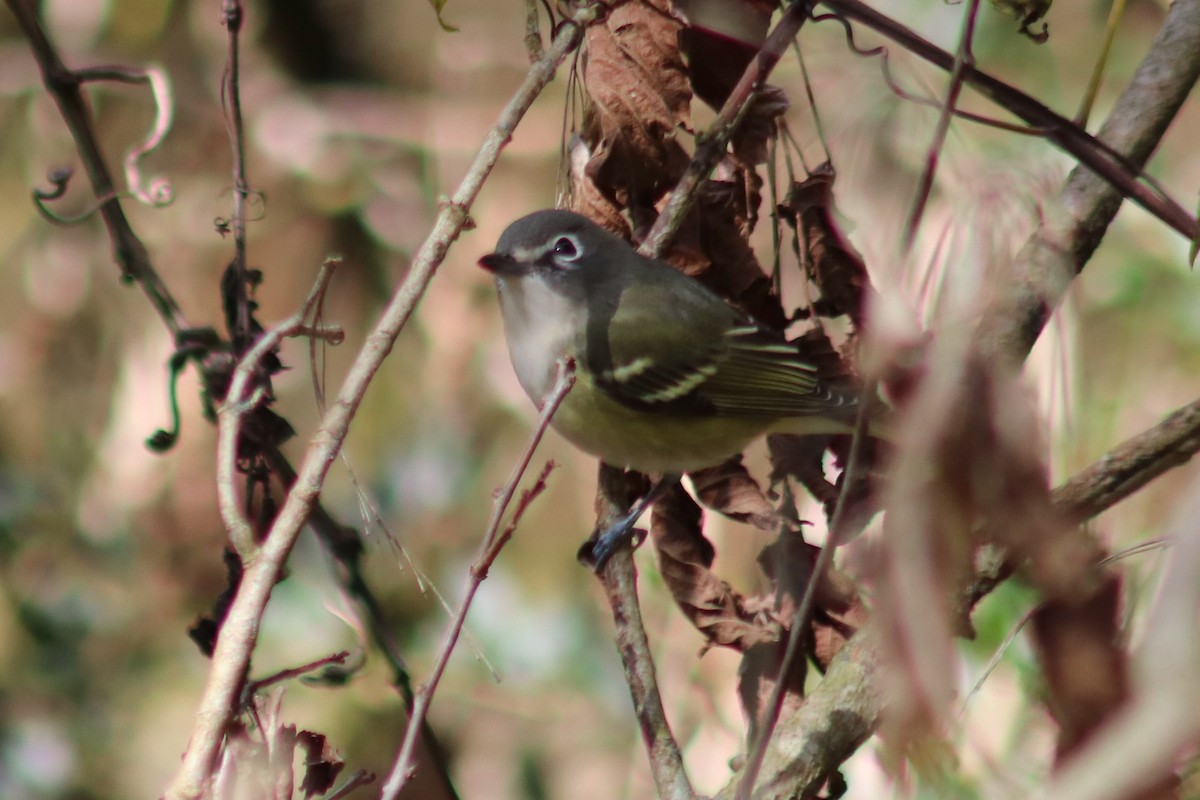 eremittvireo - ML644421294