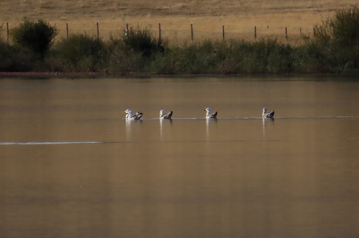 Lesser Black-backed Gull - ML644421299