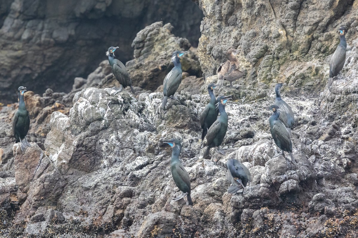 blåhakeskarv - ML644421310