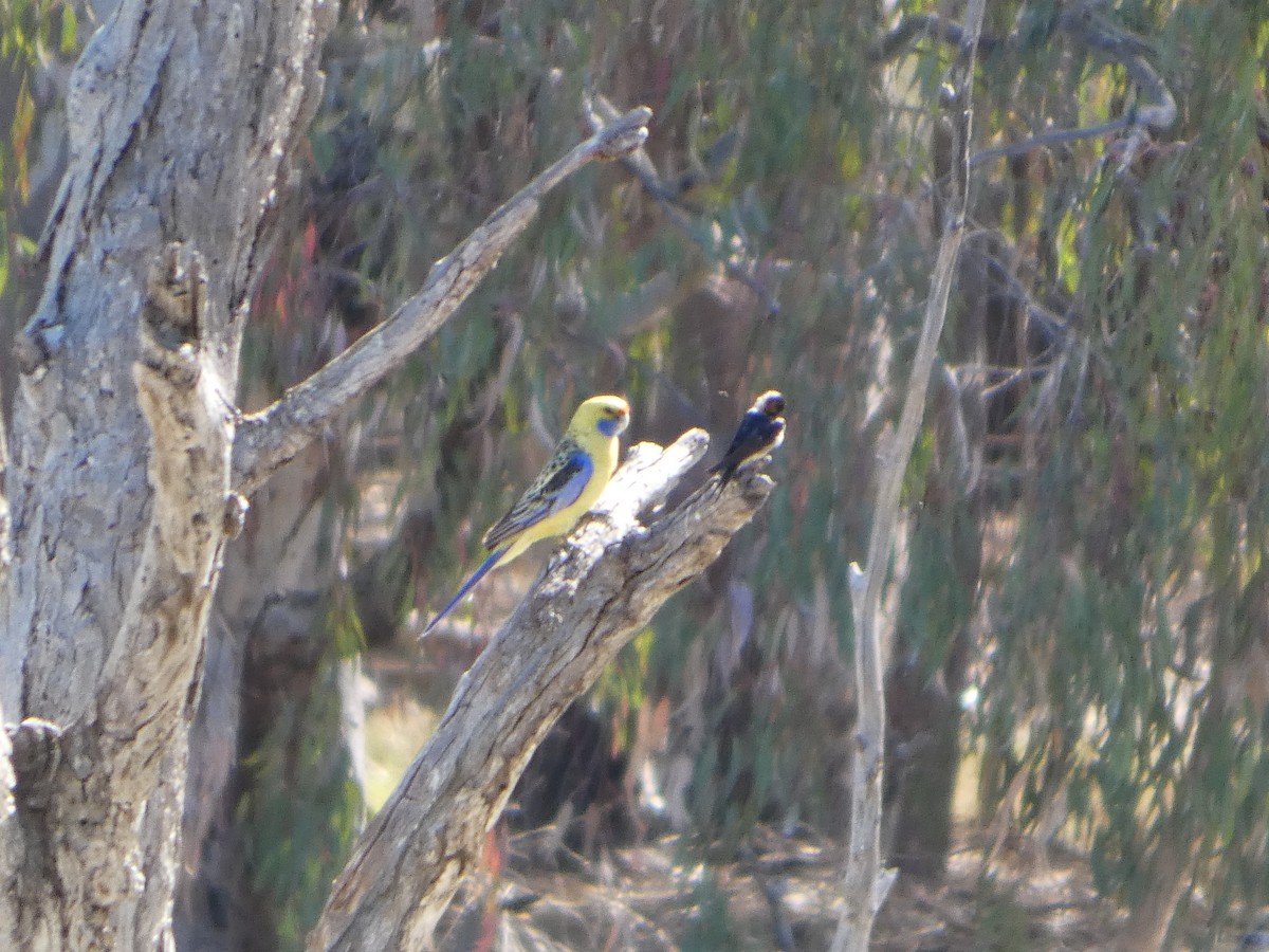 rødrosella (flaveolus) (gulrosella) - ML644421311