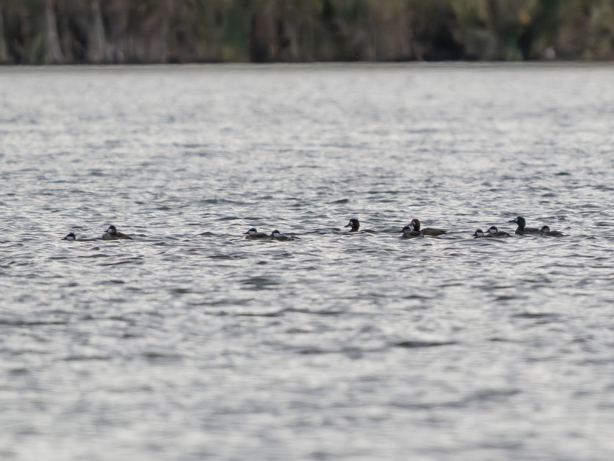 kobberand - ML644421312