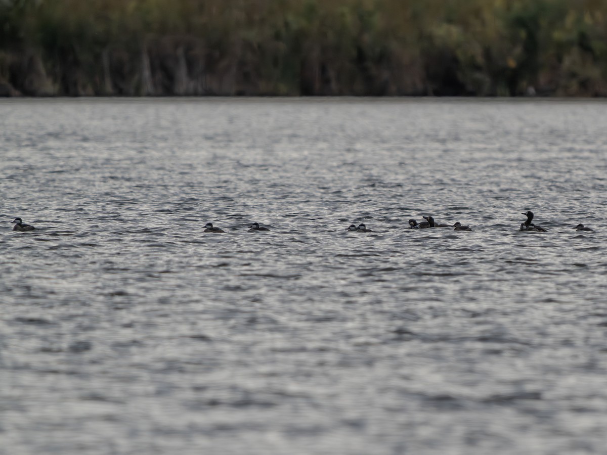 kobberand - ML644421313