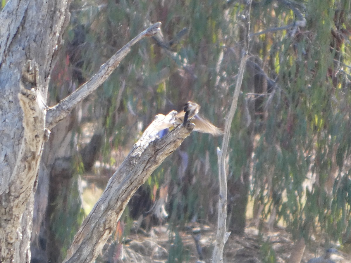 rødrosella (flaveolus) (gulrosella) - ML644421314