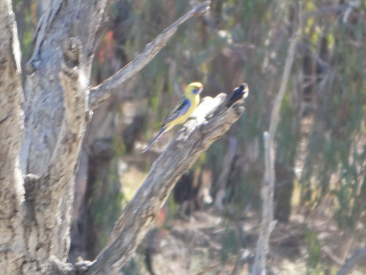 rødrosella (flaveolus) (gulrosella) - ML644421315