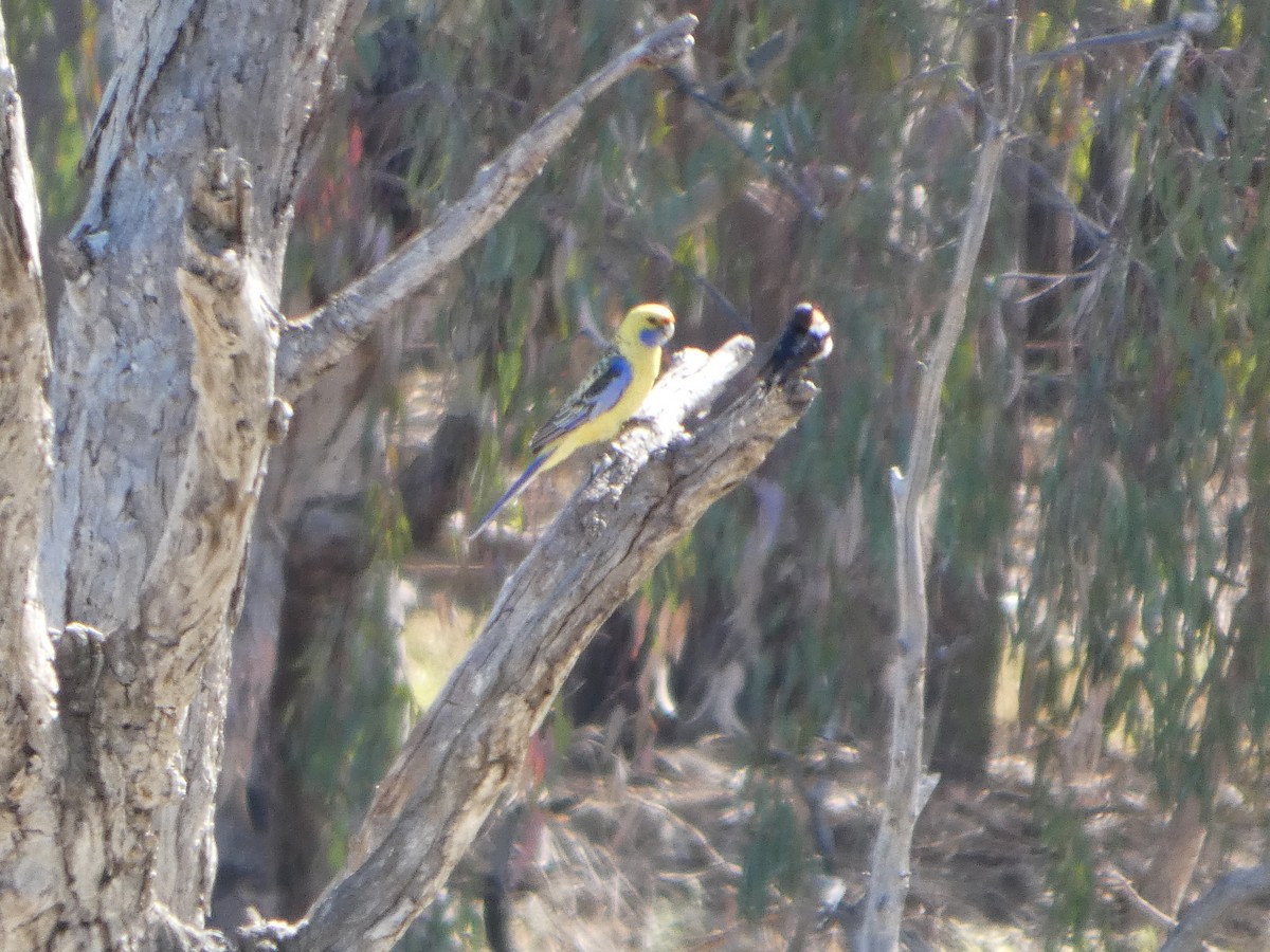 rødrosella (flaveolus) (gulrosella) - ML644421316