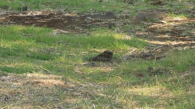 dvalenattravn - ML644421320