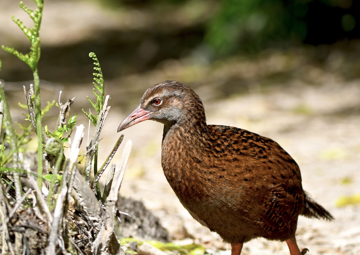 wekarikse - ML644421321