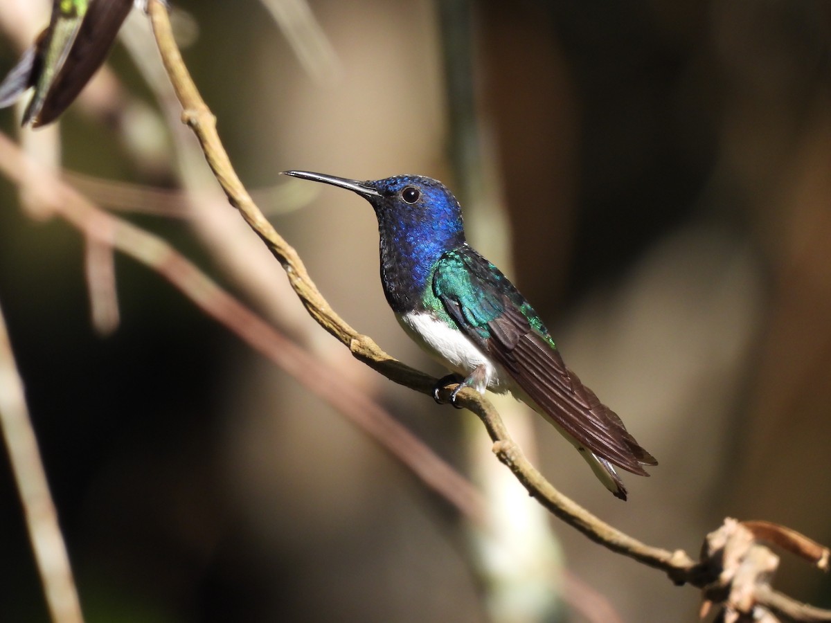 hvitnakkekolibri - ML644421322