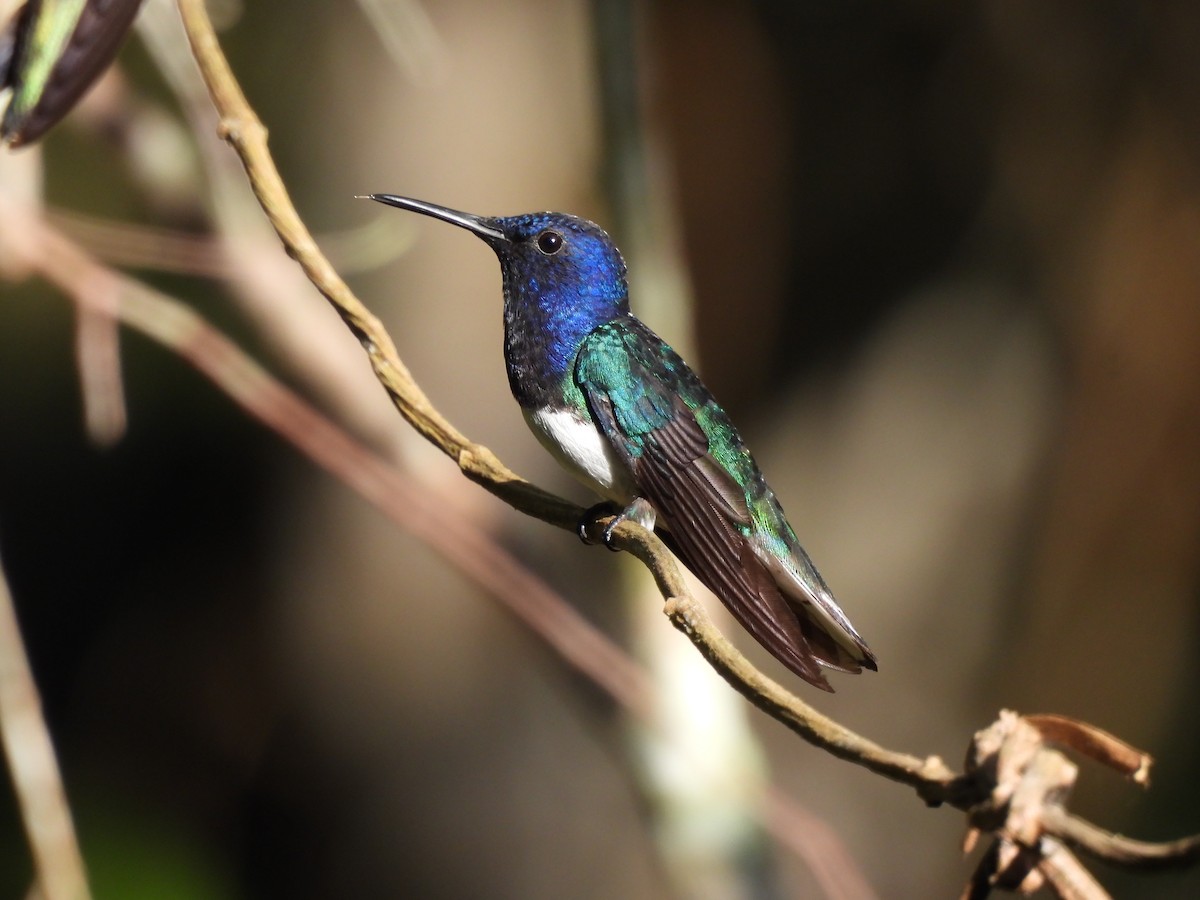 hvitnakkekolibri - ML644421323