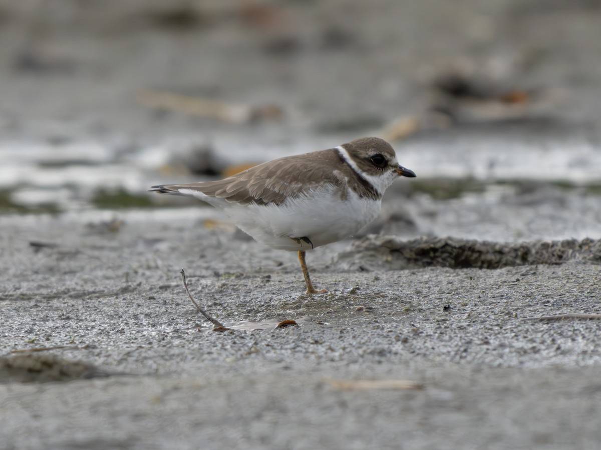 amerikasandlo - ML644421325