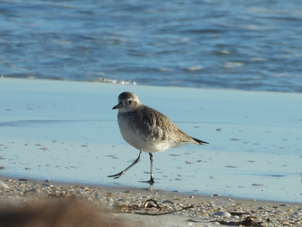 tundralo - ML644421326