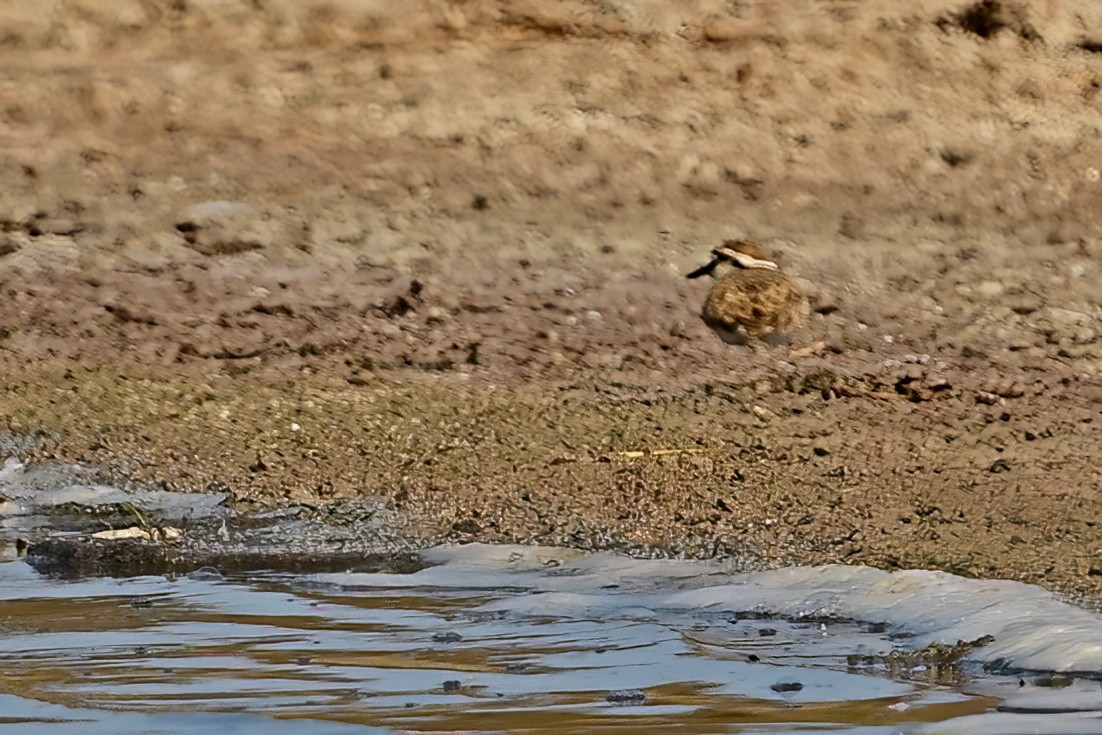 strandlo - ML644421327