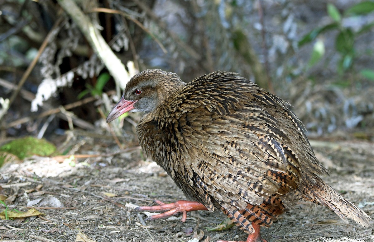 wekarikse - ML644421328