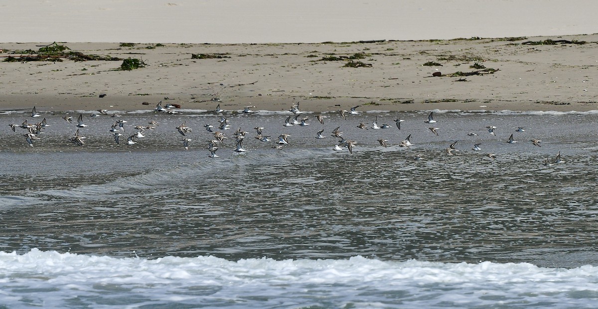 myrsnipe - ML644421329