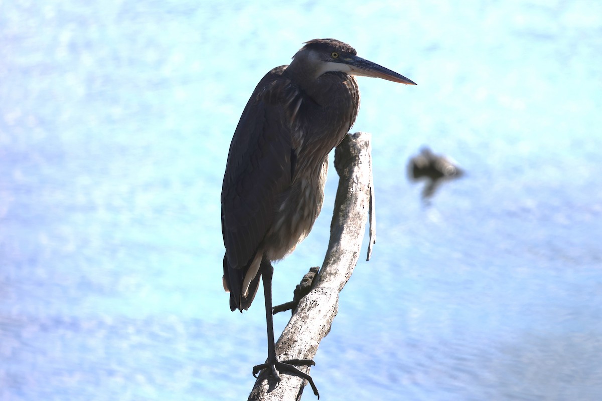 herodiashegre - ML644421330