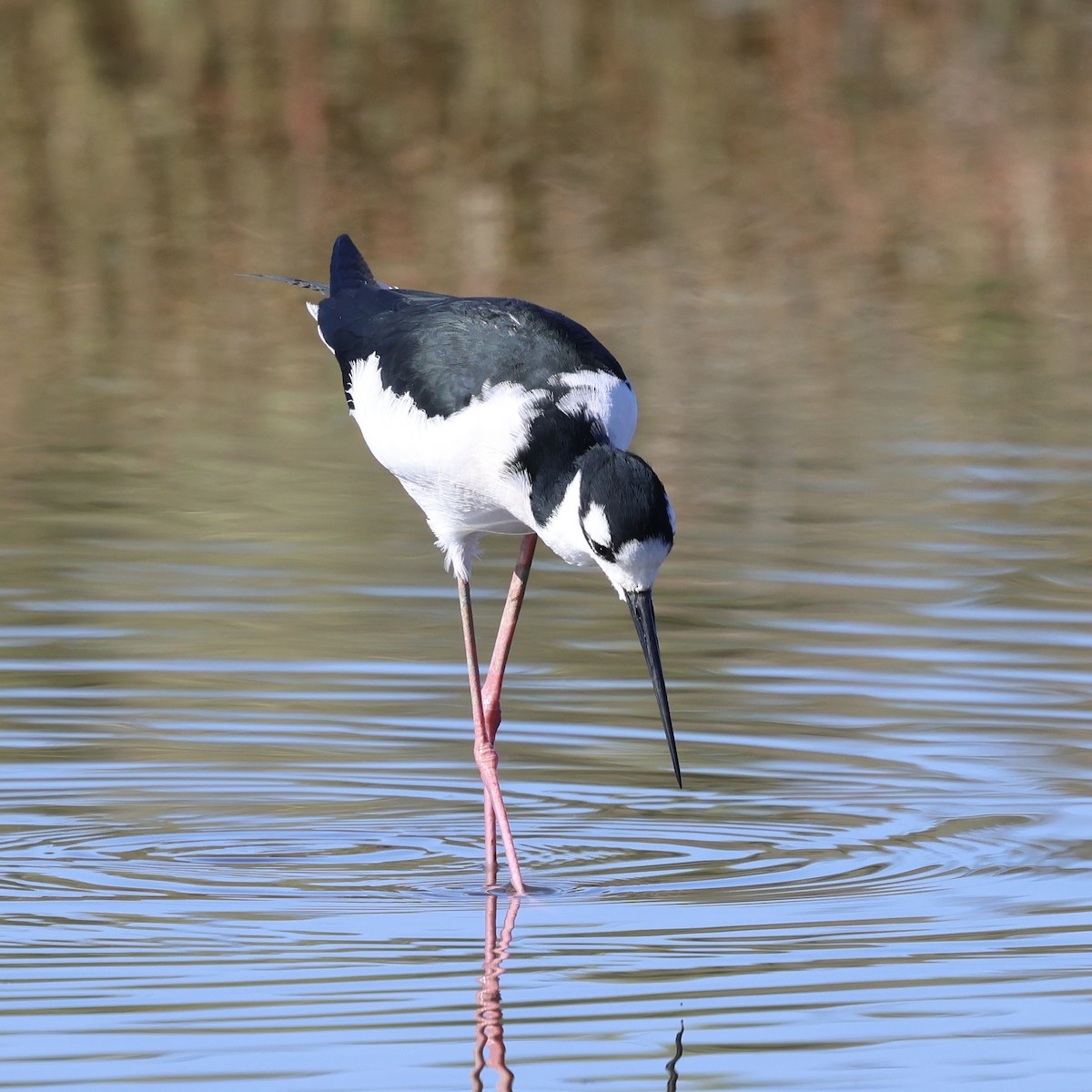 svartkronestylteløper - ML644421331