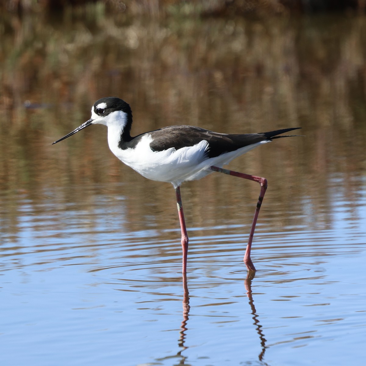 svartkronestylteløper - ML644421332