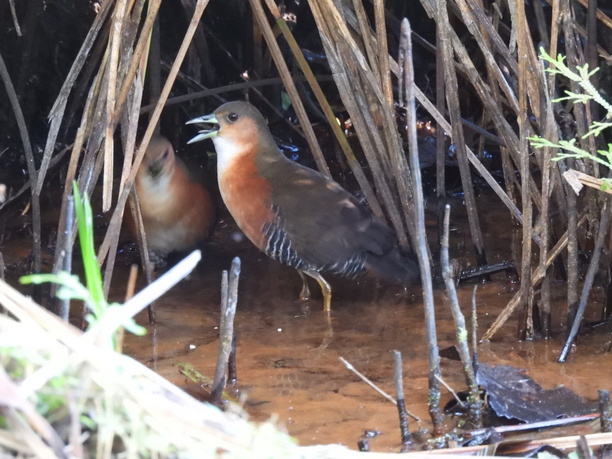 kanelrikse - ML644421334