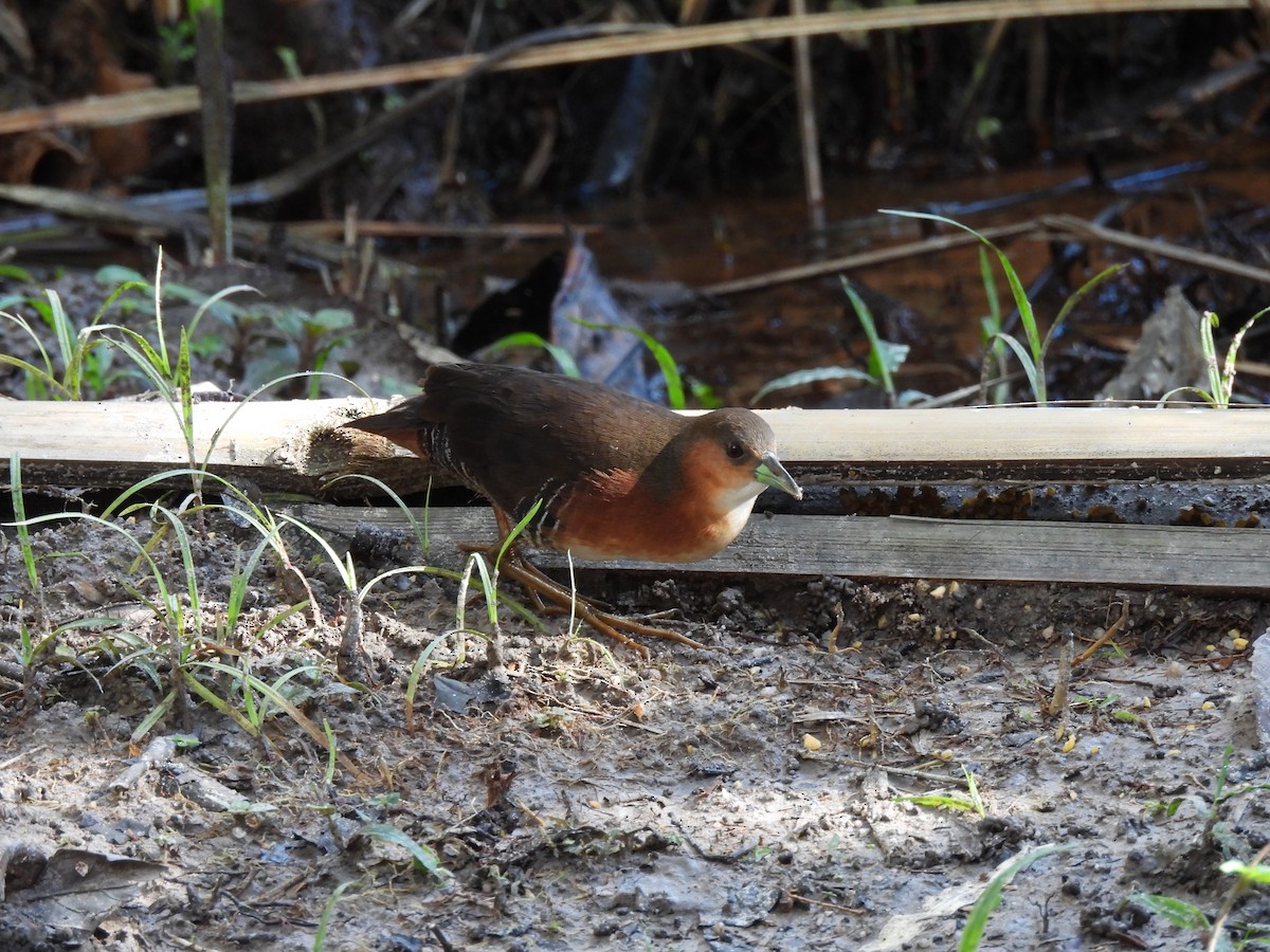 kanelrikse - ML644421335