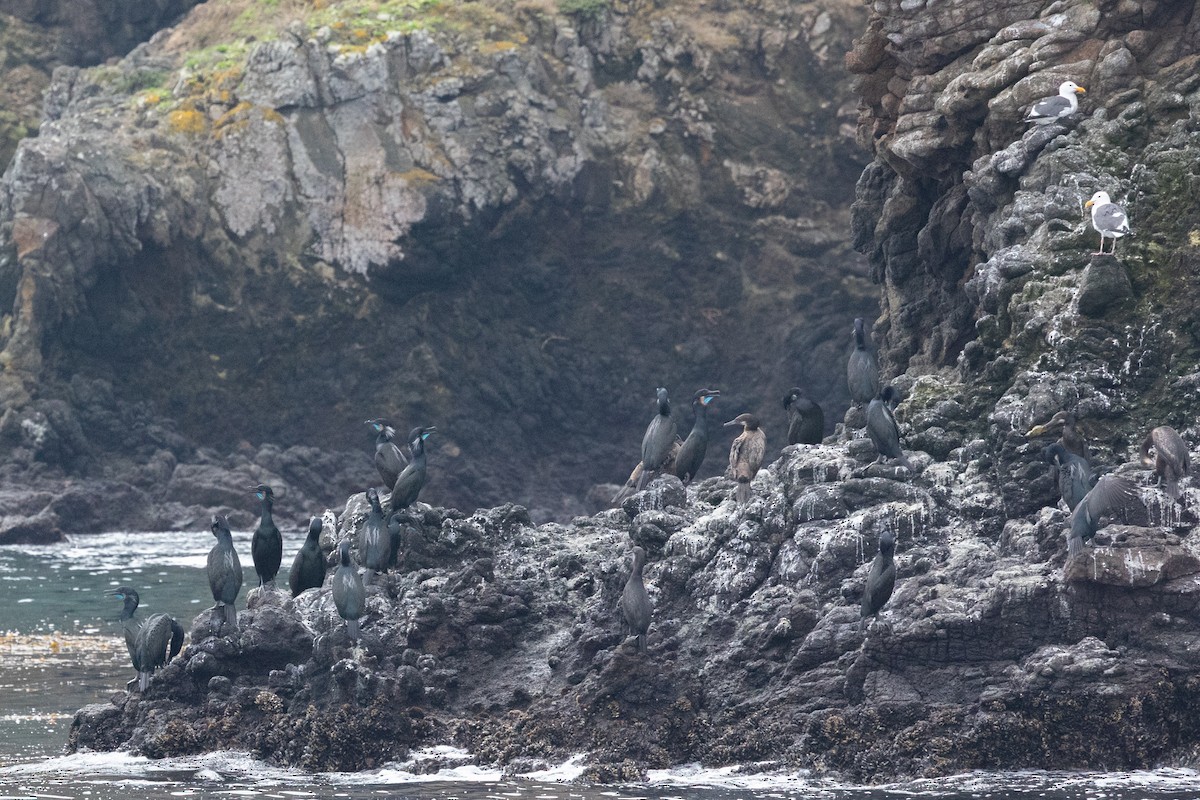 kaliforniasvartbak - ML644421336