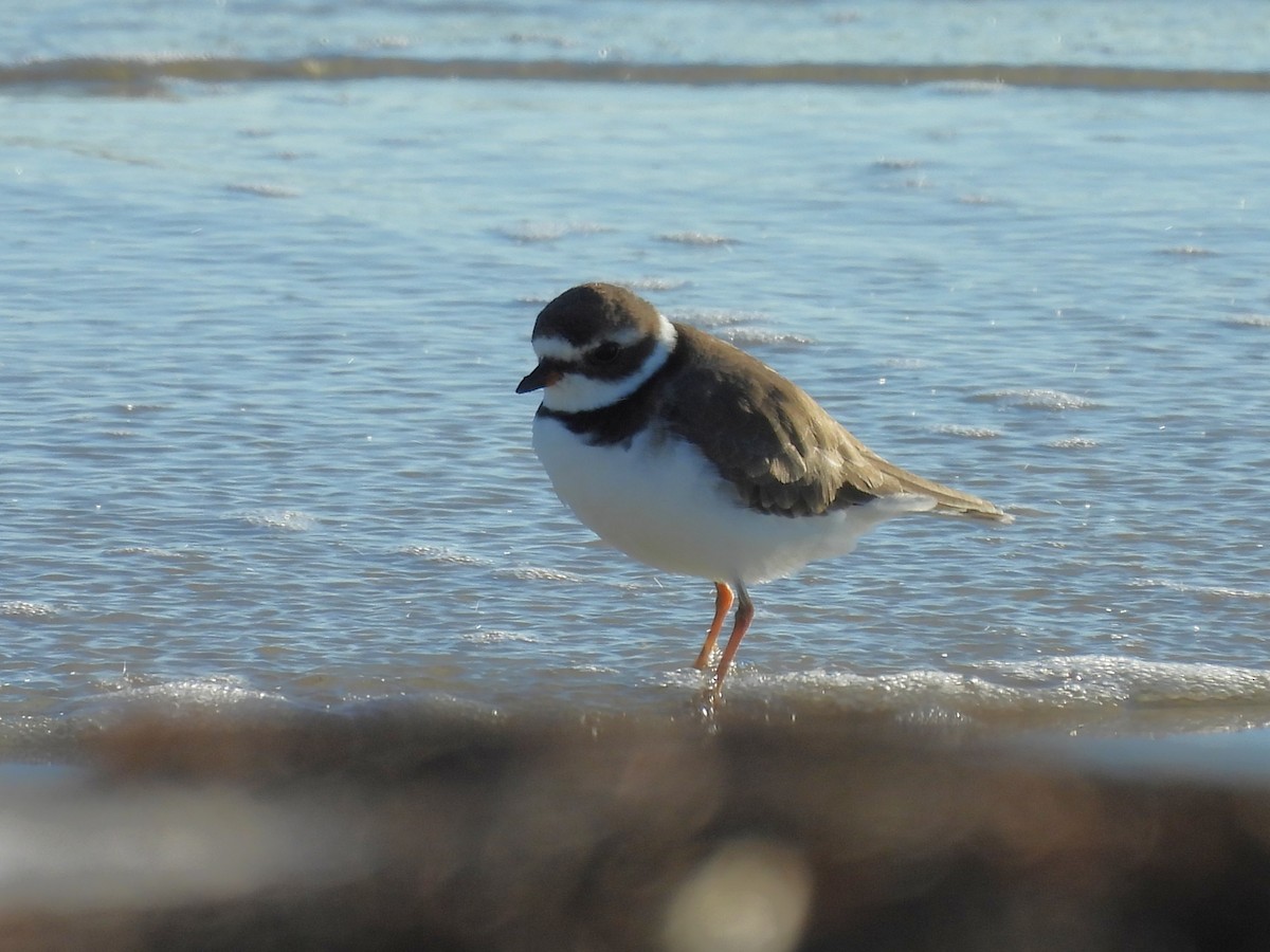 amerikasandlo - ML644421338