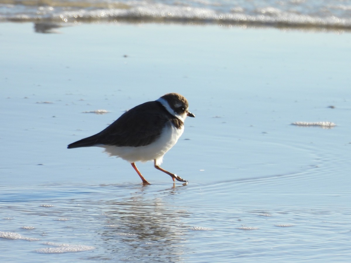 amerikasandlo - ML644421339