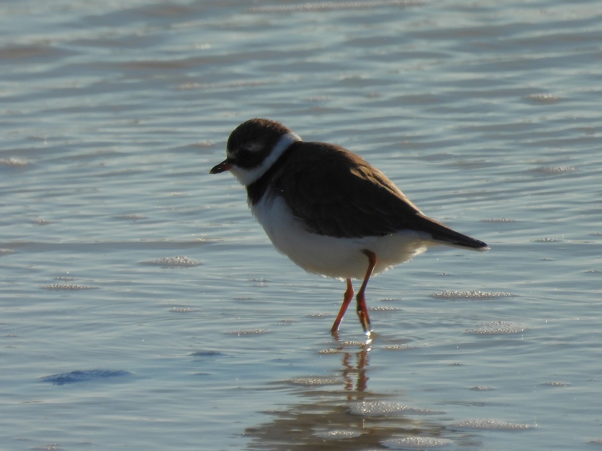 amerikasandlo - ML644421340