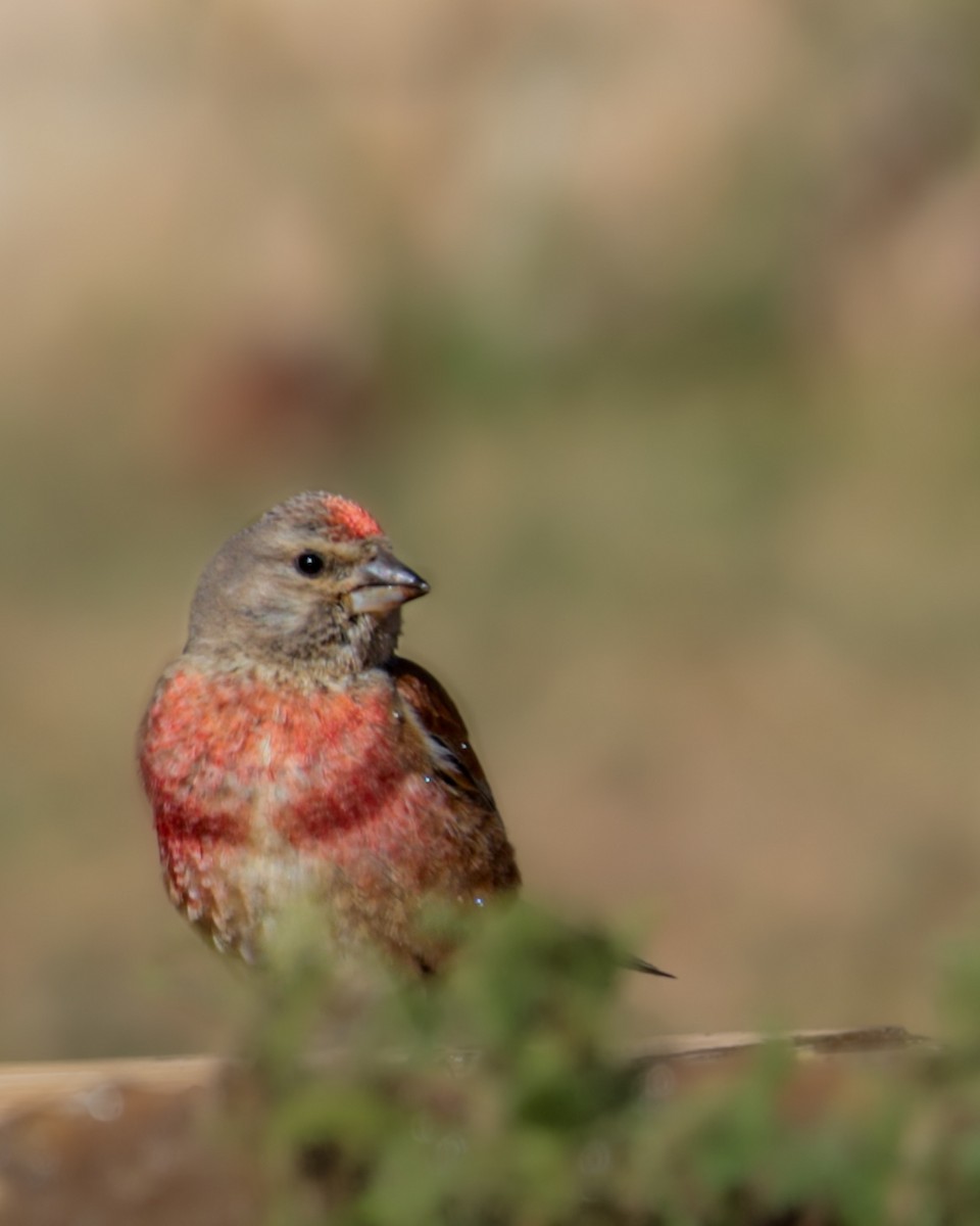 tornirisk - ML644421341