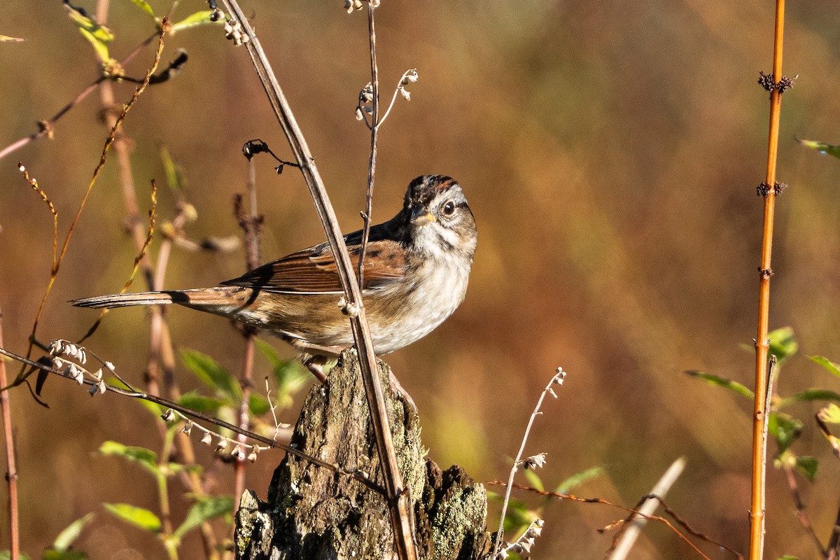 sumpspurv - ML644421342