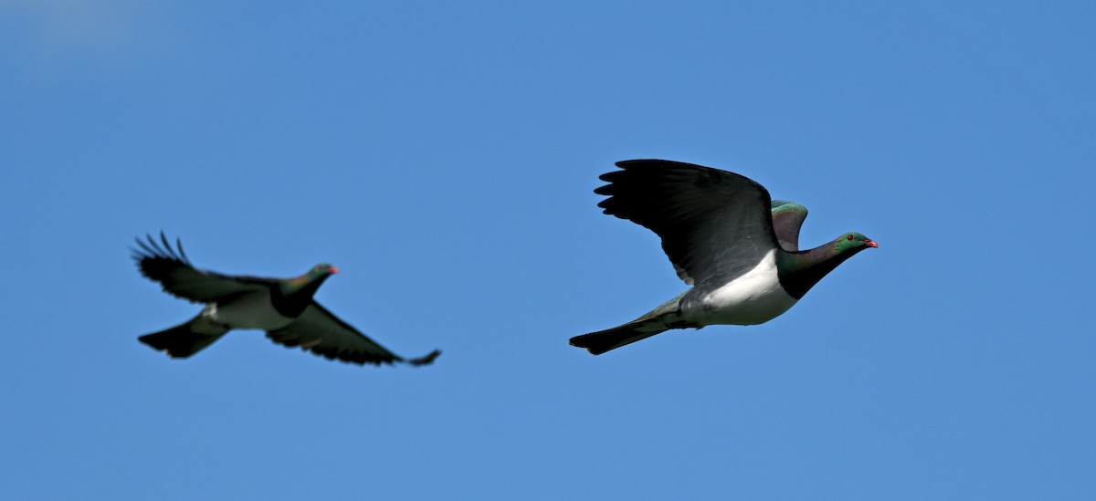 maoridue - ML644421343