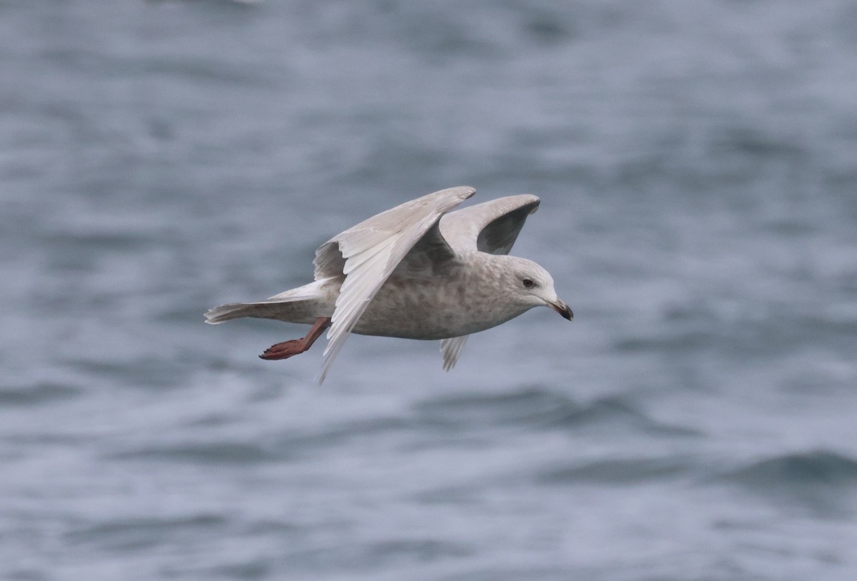 Goéland arctique - ML644421355