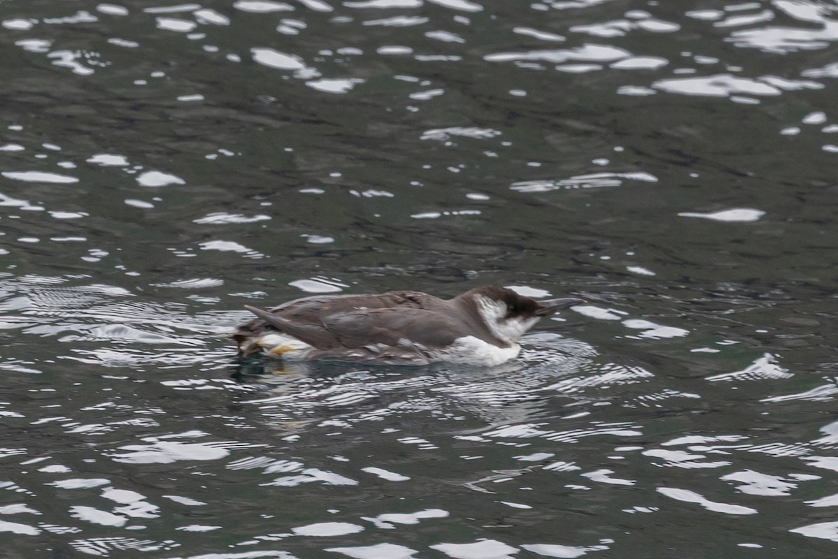 Кайра тонкодзьоба - ML644421364