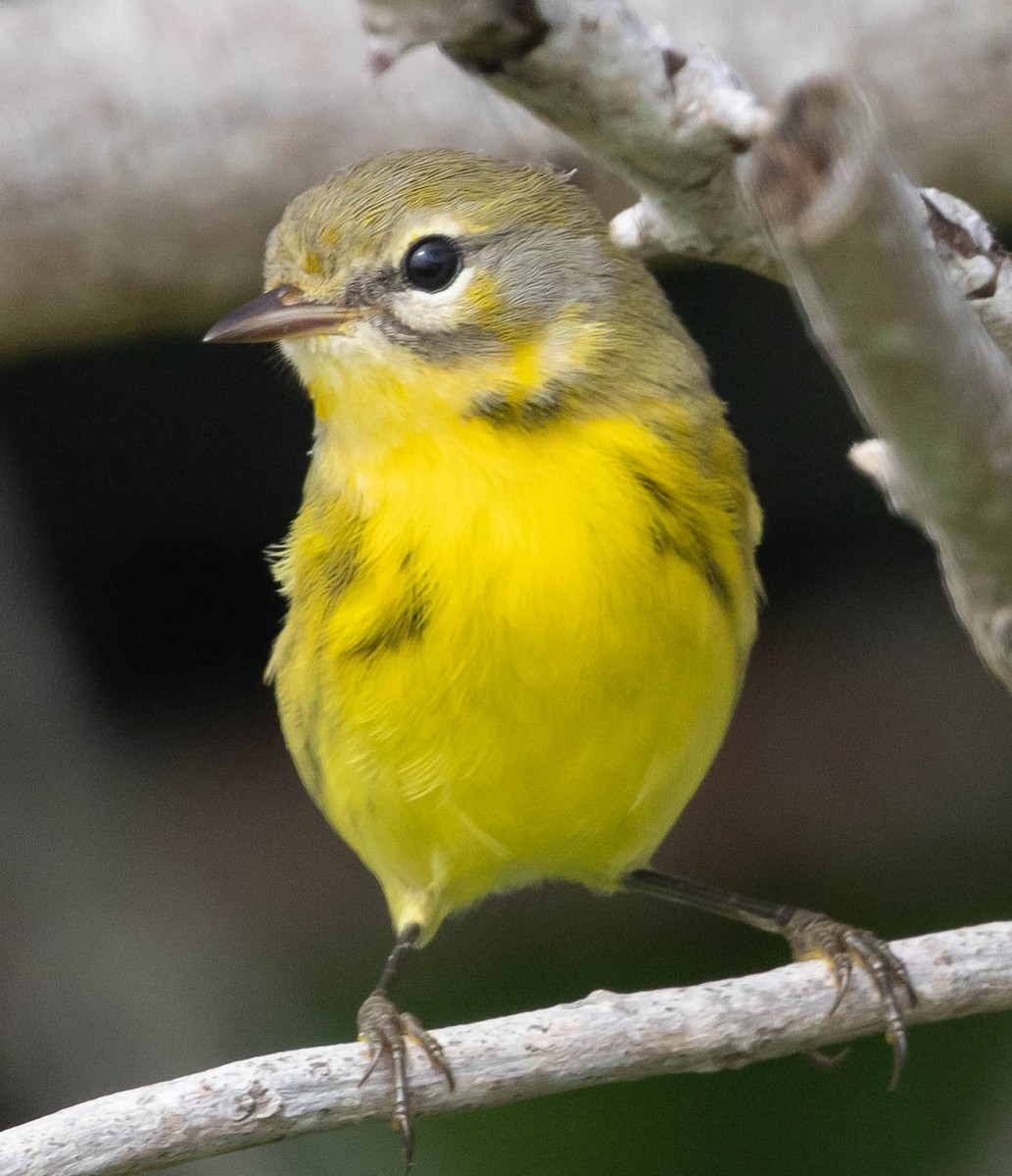 Paruline des prés - ML644421365