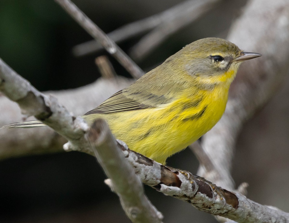 Prairie Warbler - ML644421366