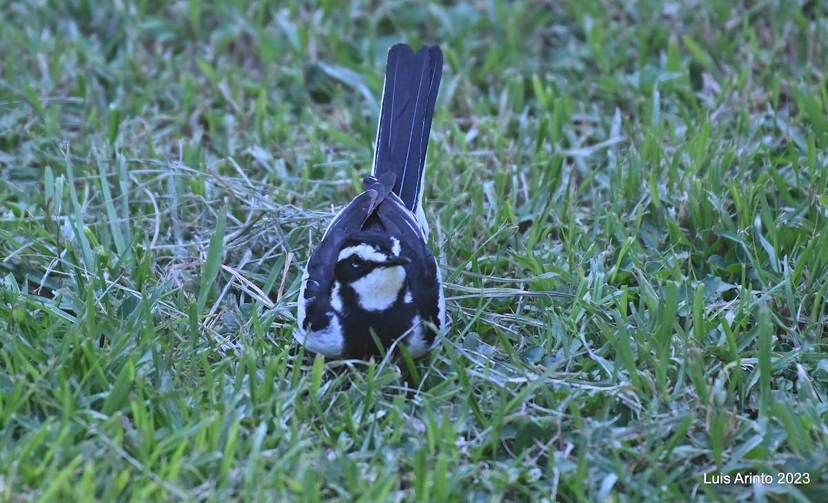 African Pied Wagtail - ML644421367