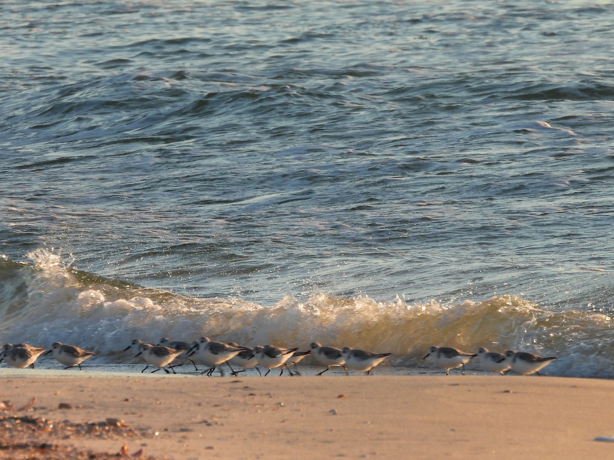 Sanderling - ML644421368