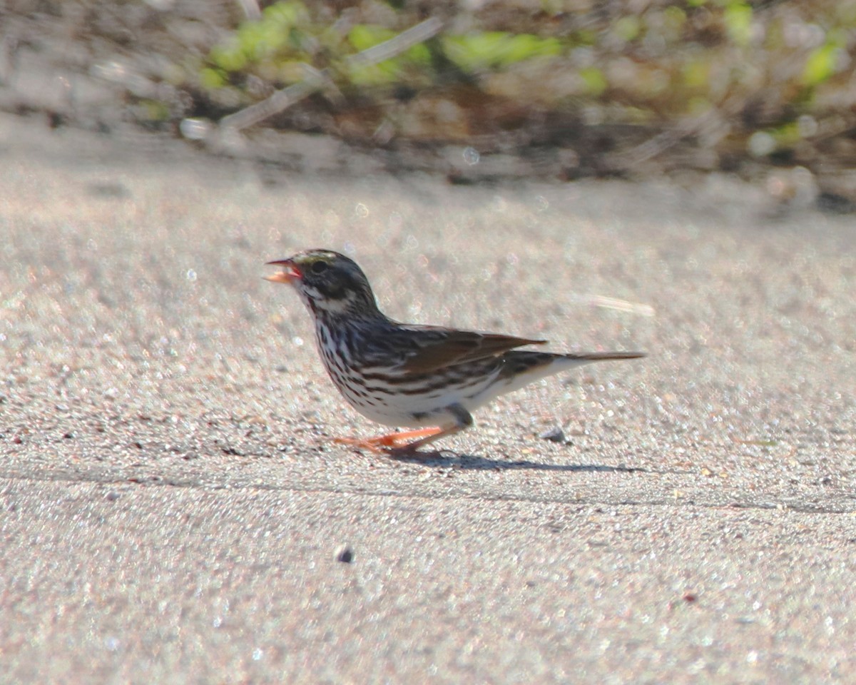 Savannah Sparrow - ML644421370