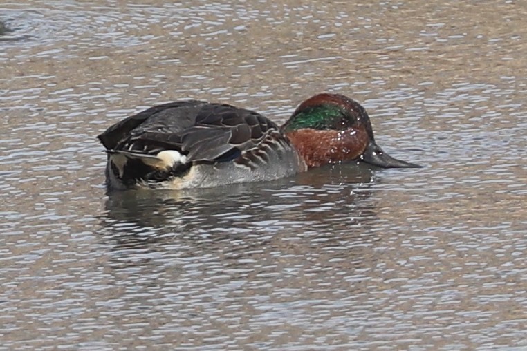 Green-winged Teal (American) - ML644421373