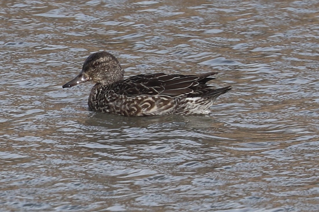Green-winged Teal (American) - ML644421374