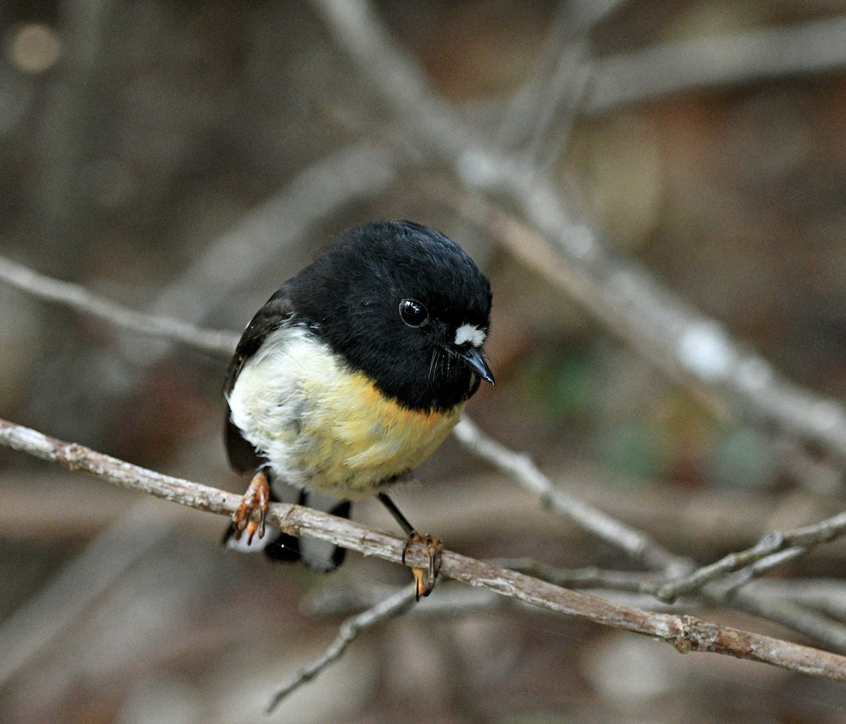 Tomtit - ML644421375