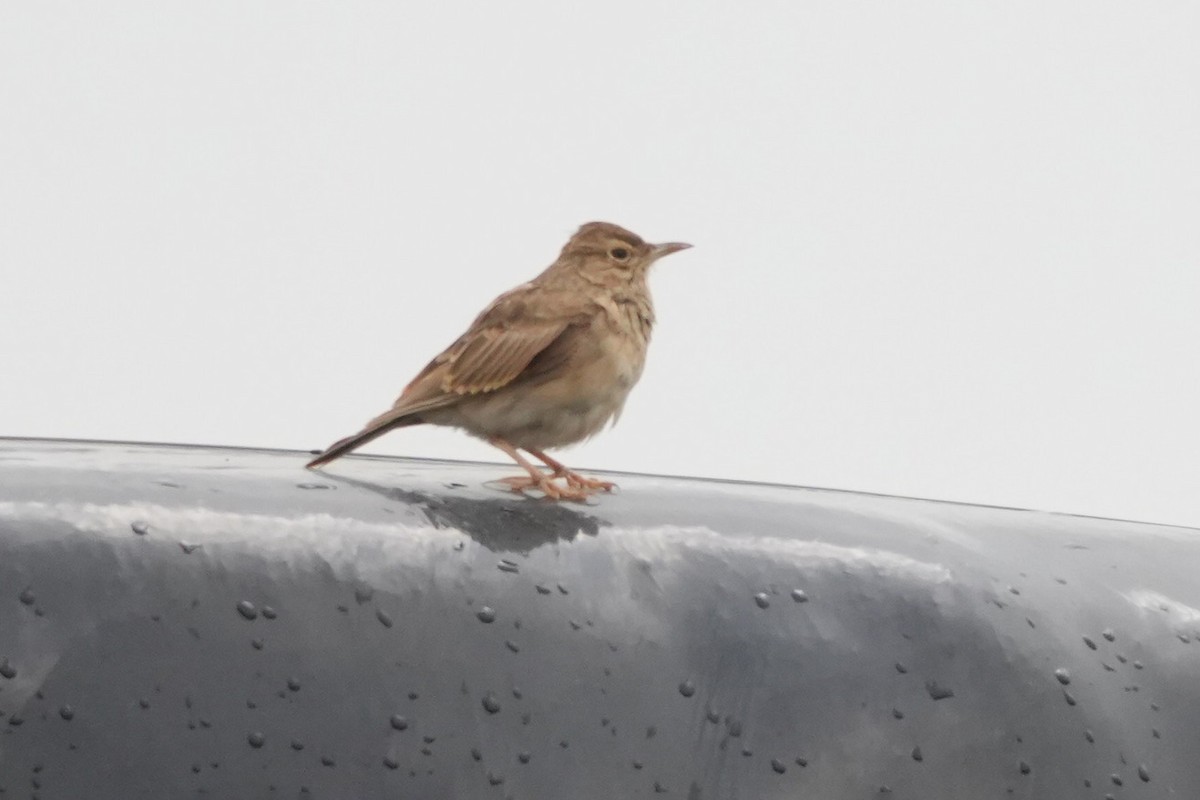 עפרוני מצויץ - ML644421379