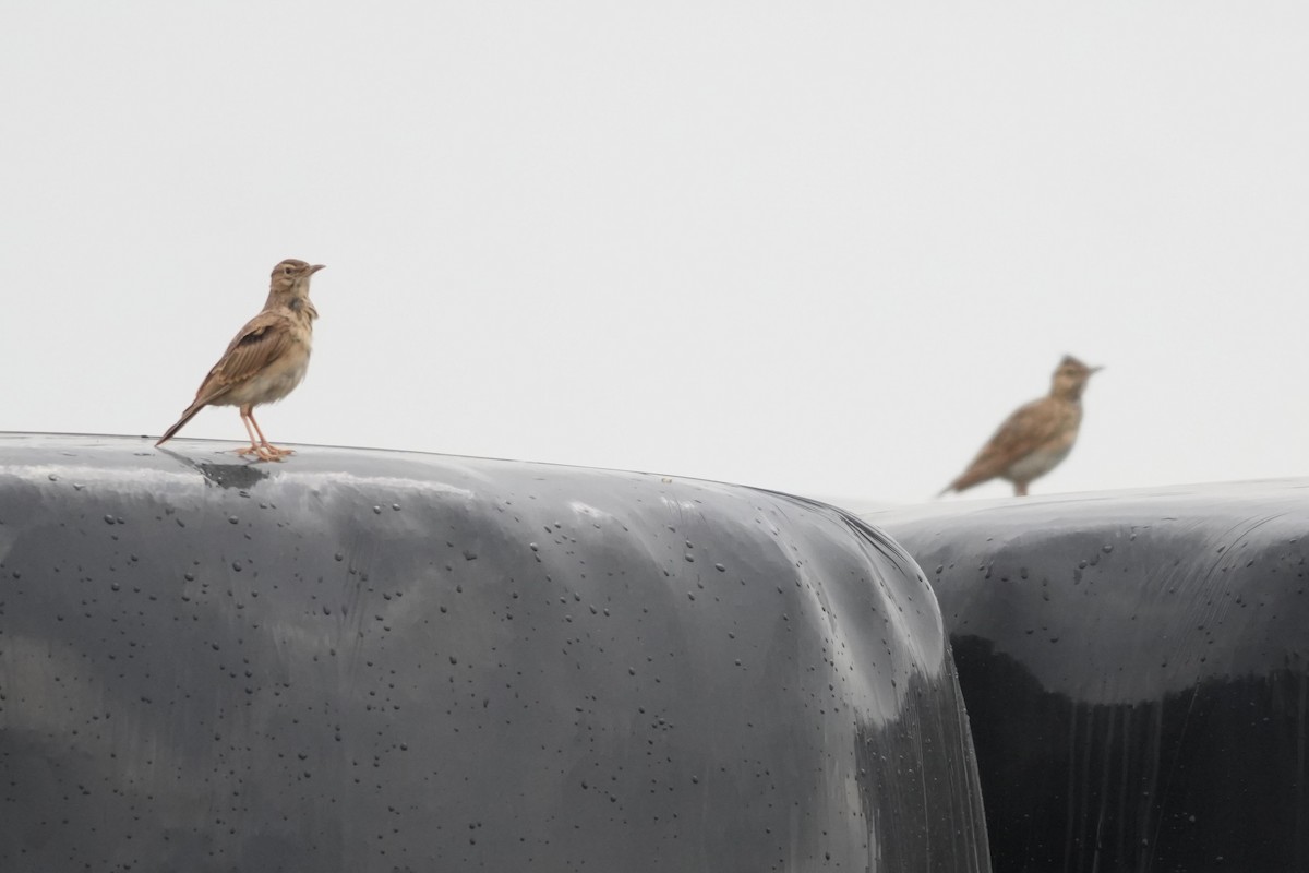 עפרוני מצויץ - ML644421380