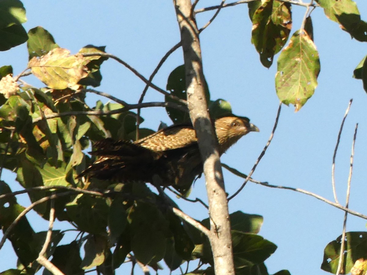 Pheasant Coucal (Pheasant) - ML644421382