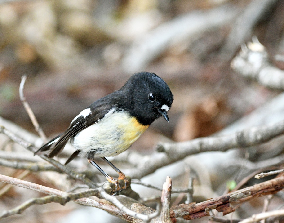 Tomtit - ML644421384