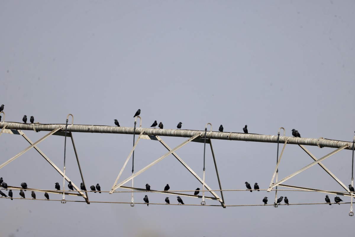 Einfarbstar - ML644421403