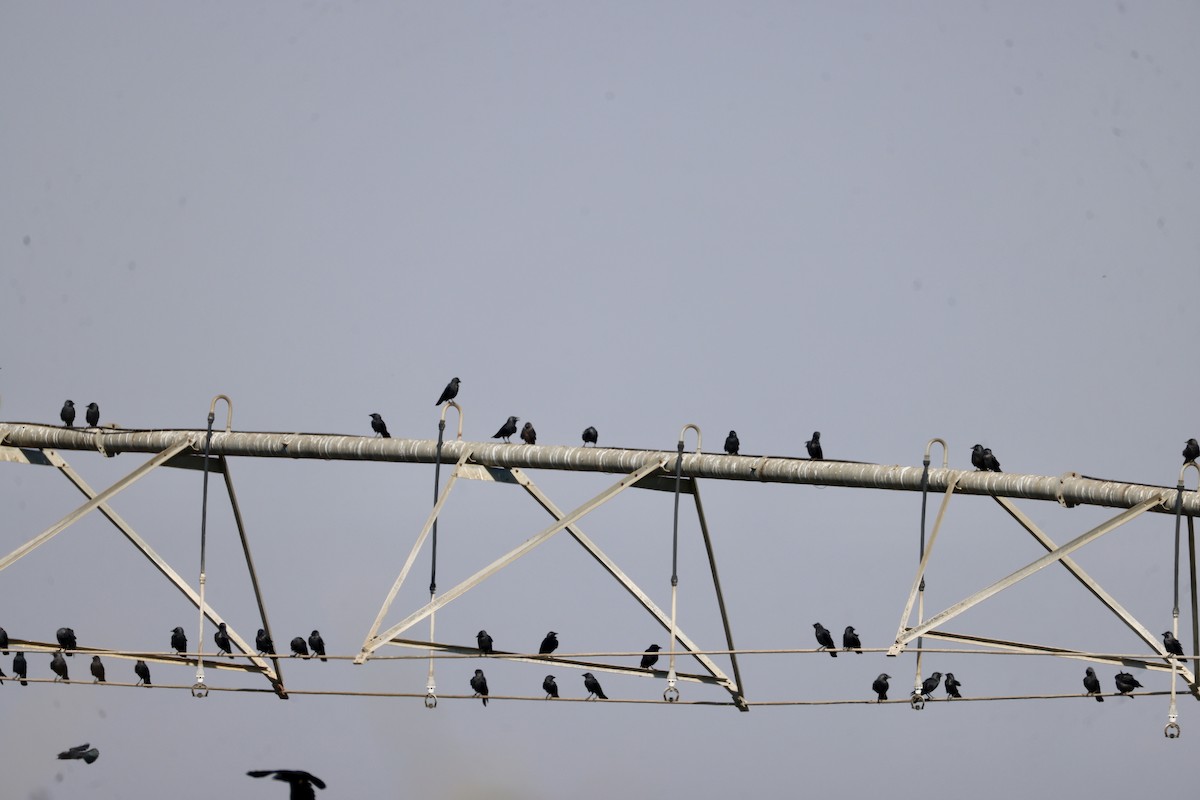 Einfarbstar - ML644421404